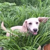 ミックス(コーギー×バセコギ)【神奈川県・男の子・2024年11月25日・フォーン&ホワイト】の写真8