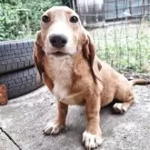 ミックス(コーギー×バセコギ)【神奈川県・男の子・2025年5月20日・レッド&ホワイト】の写真8