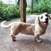 ミックス(コーギー×バセコギ)【神奈川県・男の子・2024年11月25日・フォーン&ホワイト】の写真9