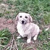 ミックス(コーギー×バセコギ)【神奈川県・女の子・2024年11月25日・フォーン&ホワイト】の写真9