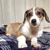 ミックス(コーギー×バセコギ)【神奈川県・男の子・2025年7月2日・レッド&ホワイト】の写真9