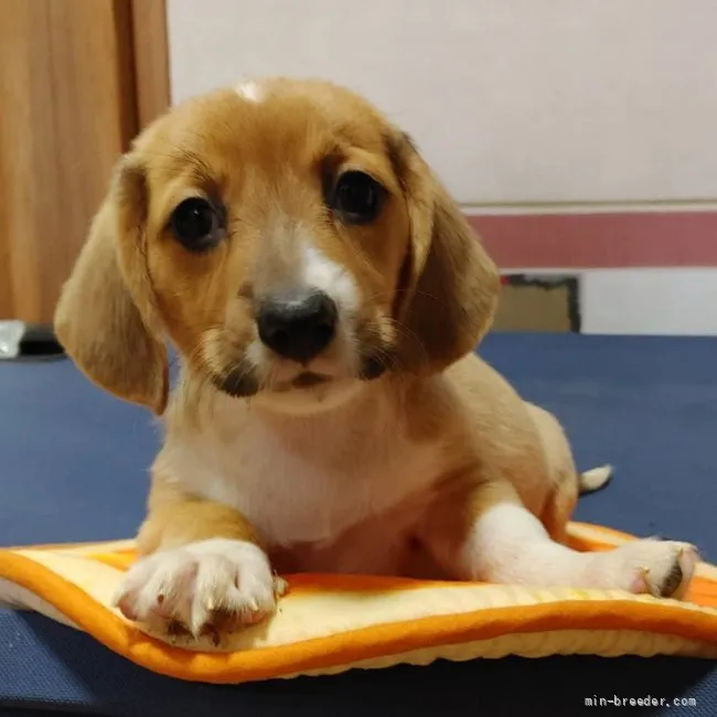 ID：2110-01754の子犬