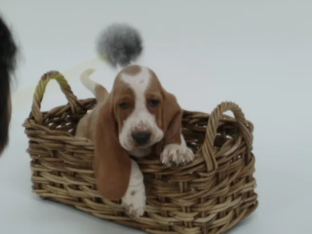 ID：1203-00327の子犬