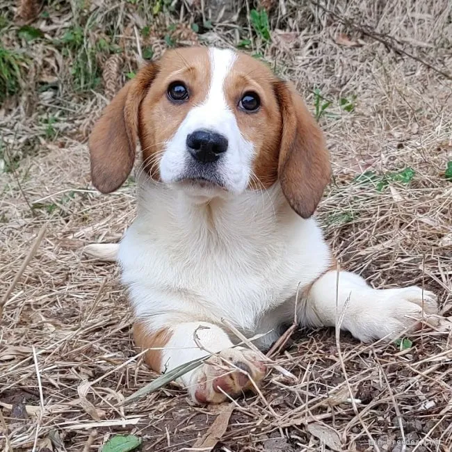 ID:2201-00823の子犬