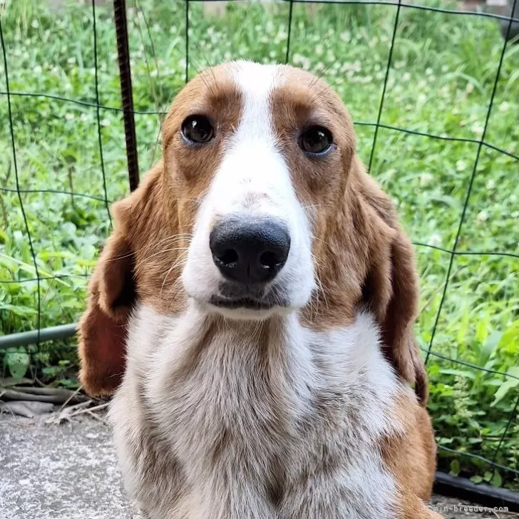 ID：2307-05620の子犬