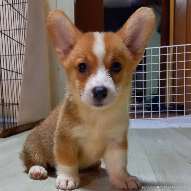 ID:2007-01010の子犬