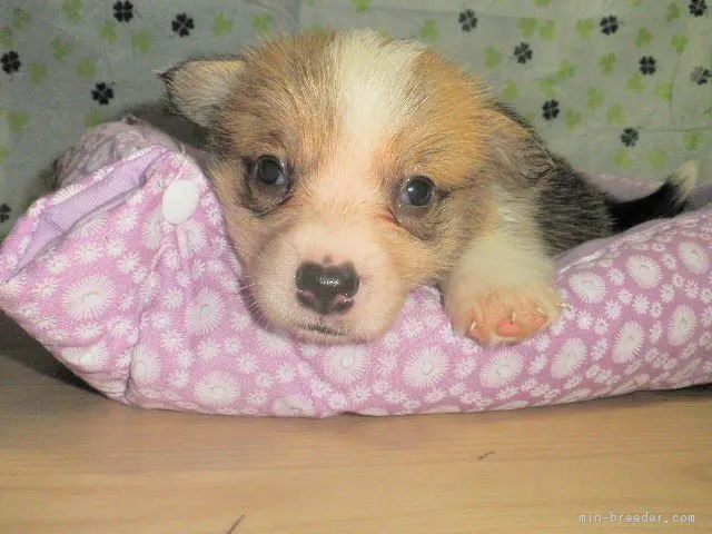 ID:1706-02290の子犬