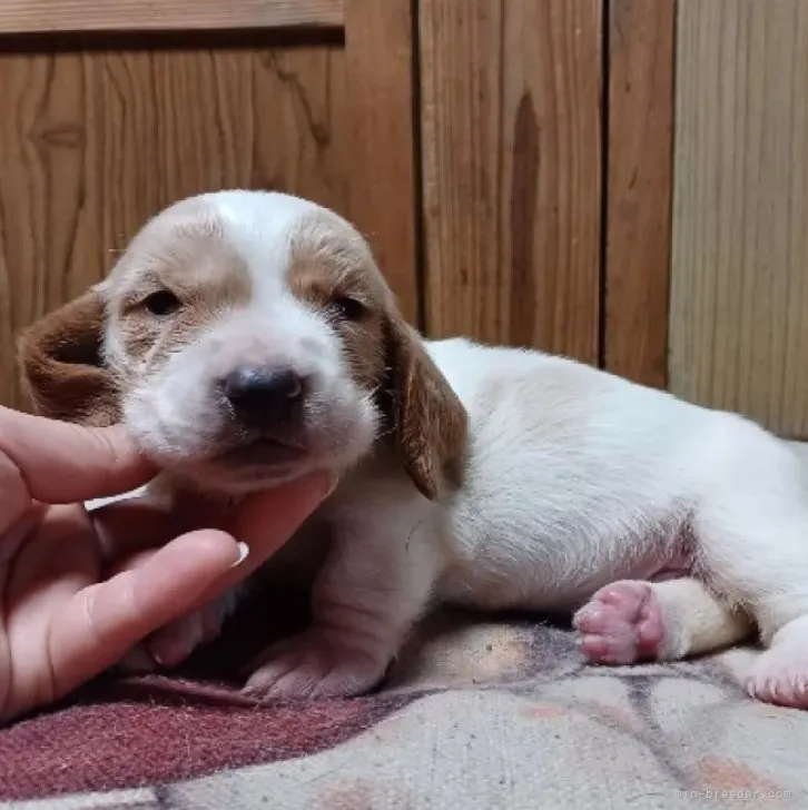 ひろと 様のお迎えした子犬