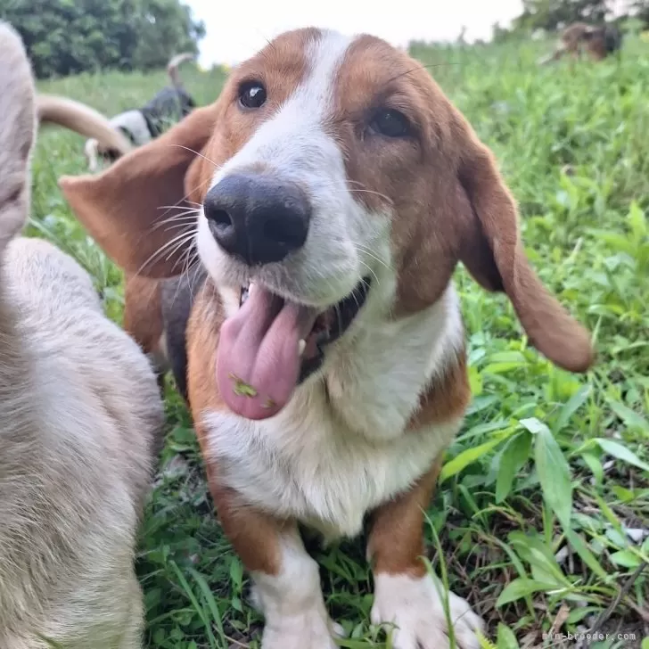 ID:2406-02886の子犬