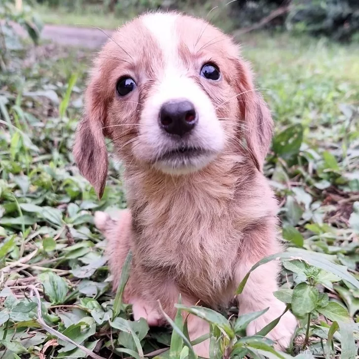 ID：2406-03826の子犬