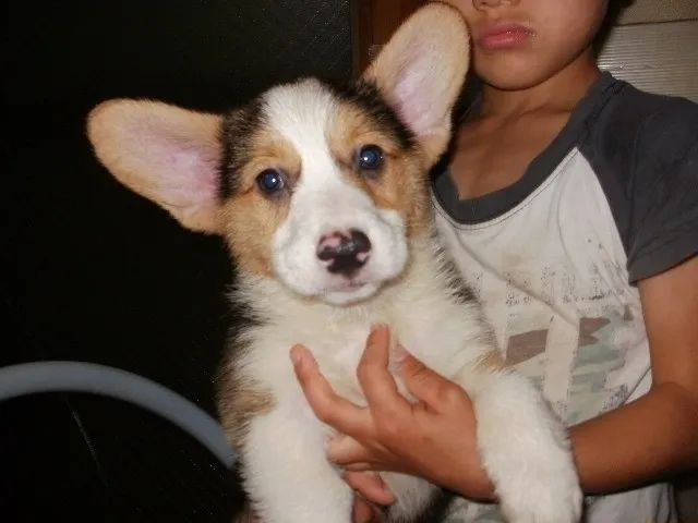 ID:1308-01303の子犬