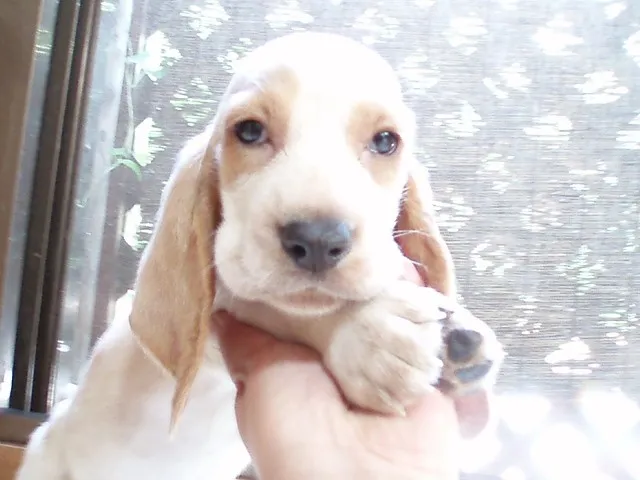 ID：1305-00797の子犬