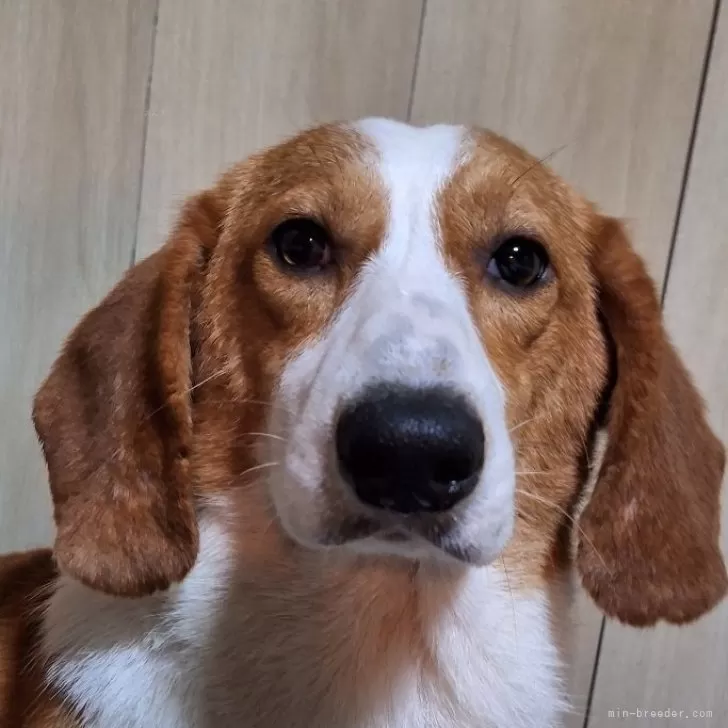 ID：2307-05622の子犬