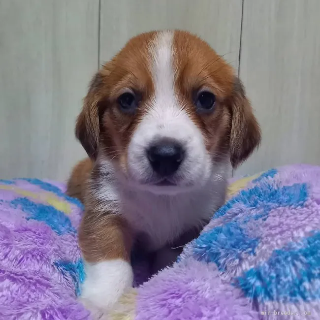 ID:2102-01735の子犬