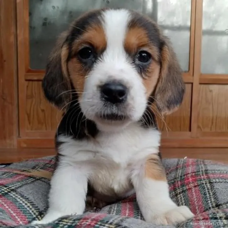 ID:2212-01485の子犬