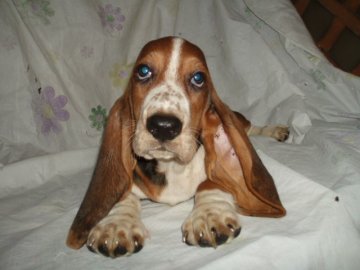バセットハウンド【神奈川県・女の子・2012年6月1日・トライカラー】の写真「」