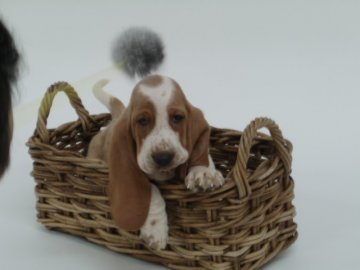 バセットハウンド【神奈川県・男の子・2012年6月1日・レモンカラー】の写真「」