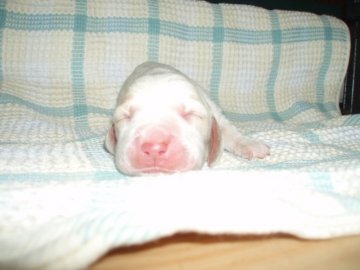 バセットハウンド【神奈川県・女の子・2013年5月22日・レモンカラー】の写真「」