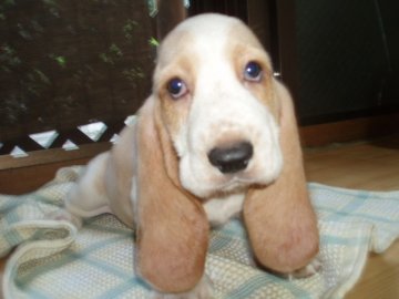 バセットハウンド【神奈川県・男の子・2013年5月19日・レモンカラー】の写真「」