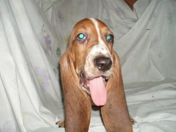 バセットハウンド【神奈川県・男の子・2012年6月1日・トライカラー】の写真「」