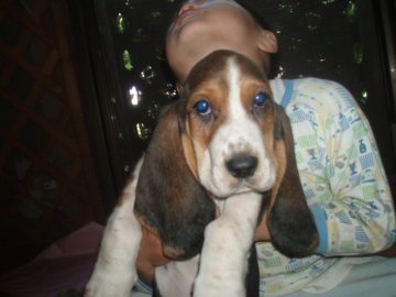 バセットハウンド【神奈川県・女の子・2012年3月17日・トライカラー】の写真「」