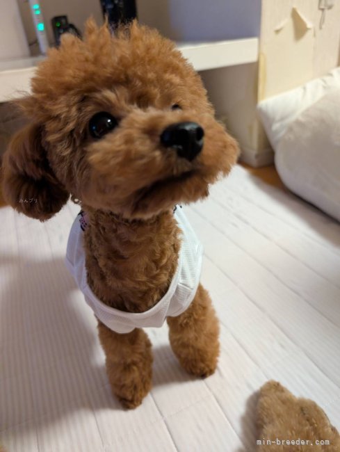 小倉幸子ブリーダーのブログ：トイ・プードル　リンちゃん😄