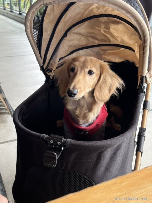 小倉幸子ブリーダーのブログ：ラック君😍