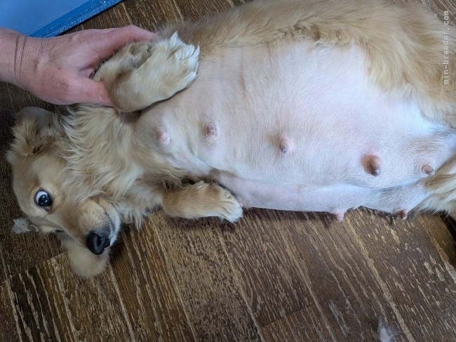 小倉幸子ブリーダーのブログ：モニカ間もなく出産😍