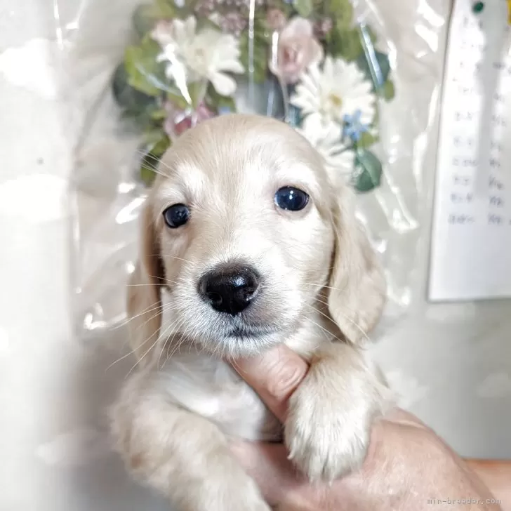ID：2507-04030の子犬