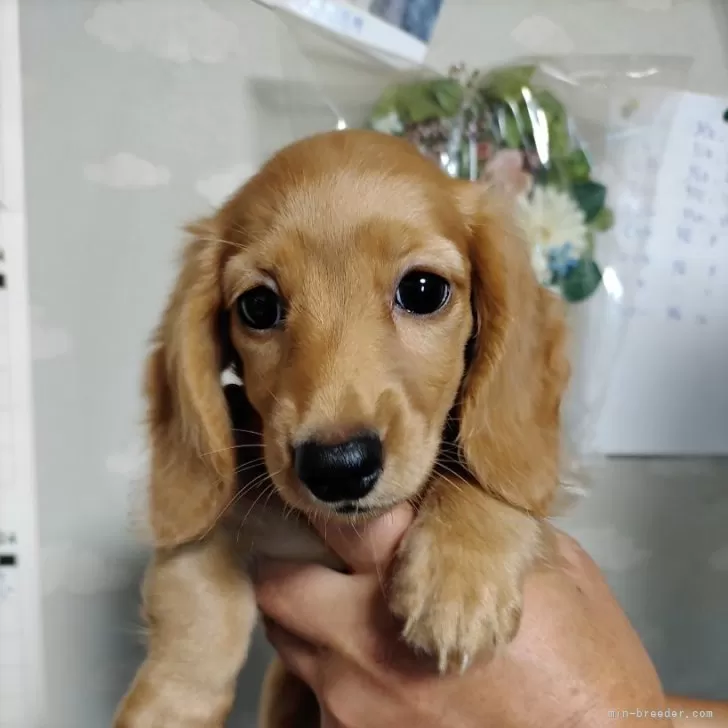 ID：2407-01215の子犬