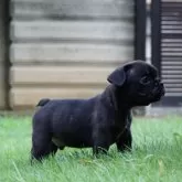 フレンチブルドッグ【栃木県・男の子・2025年6月8日・ブリンドル】の写真12