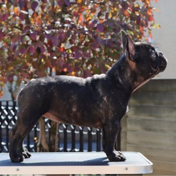 フレンチブルドッグ【栃木県・女の子・2025年6月8日・ブリンドル】の写真「本格的なブリンドルの女の子と生活してみませんか！」