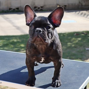 フレンチブルドッグ【栃木県・男の子・2025年6月8日・ブリンドル】の写真「最近高さが出てきました。違いを感じてください！！」
