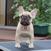 フレンチブルドッグ