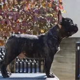 フレンチブルドッグ