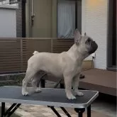 フレンチブルドッグ【栃木県・男の子・2025年4月20日・フォーン】の写真5「トップラインも綺麗になります。」