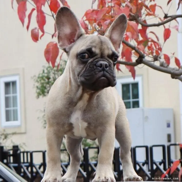 ID：2207-03393の子犬