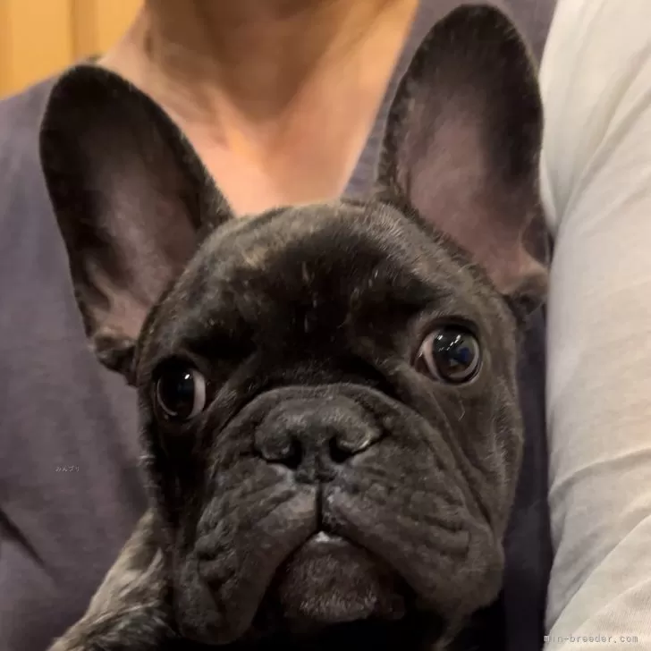 ID:2401-06694の子犬