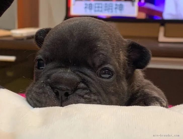 ID：1902-02414の子犬