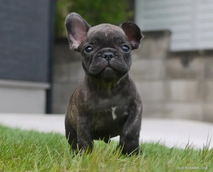 ID:1907-01374の子犬