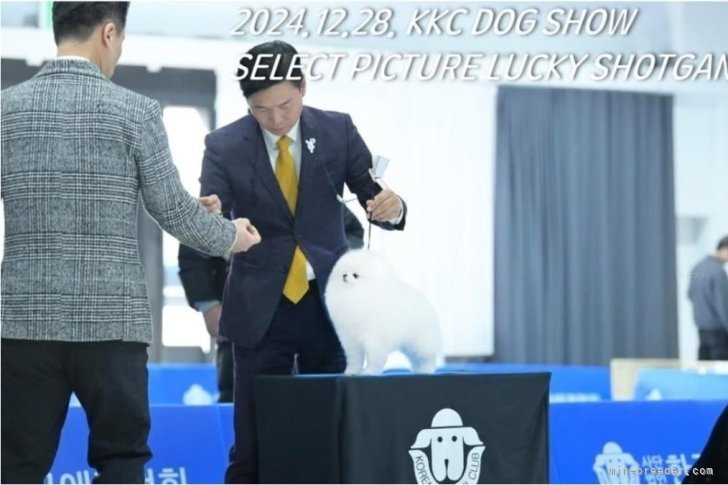 両親共に血統優秀｜牧野　竜虎(まきの　りゅうとら)ブリーダー(静岡県・ポメラニアンなど・JKC登録)の紹介写真3