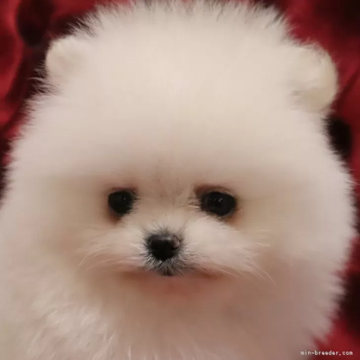 ID:2501-08307の子犬