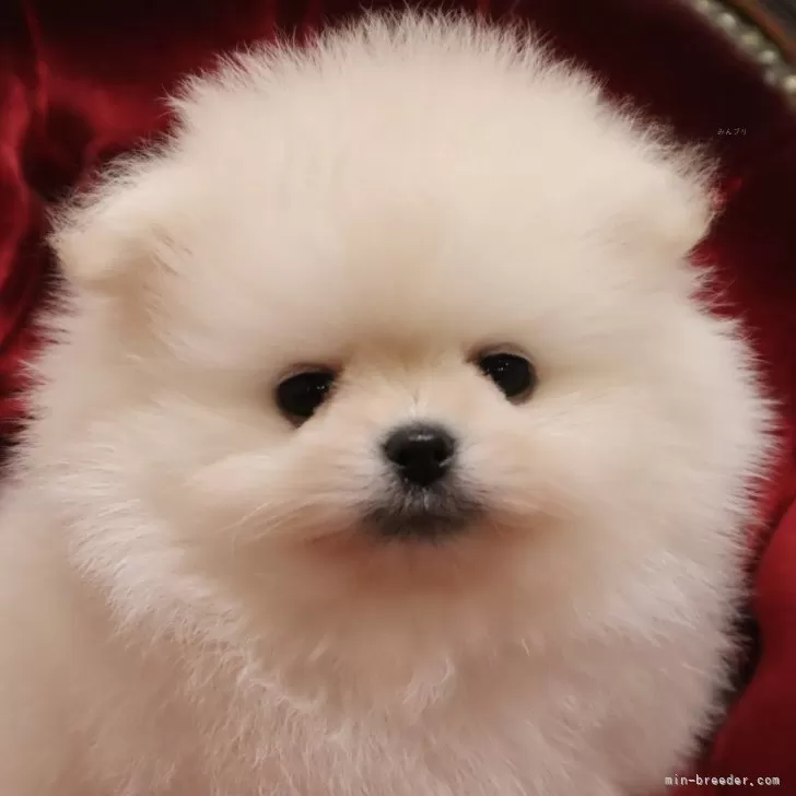 a. 様のお迎えした子犬