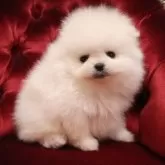 ポメラニアン【静岡県・男の子・2024年11月27日・ホワイト】の写真2