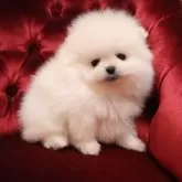 ポメラニアン【静岡県・男の子・2024年11月27日・ホワイト】の写真3