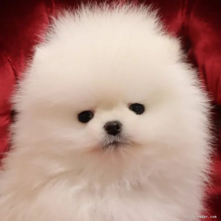 ID：2301-03484の子犬