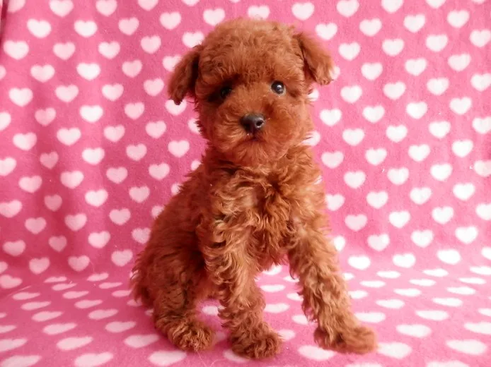 ID:1312-00778の子犬