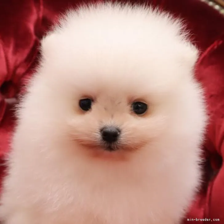 ID:2211-03904の子犬