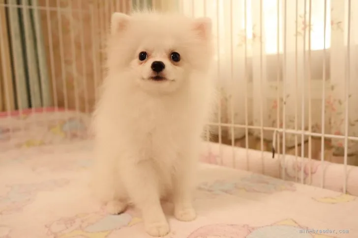 ID：2107-03561の子犬