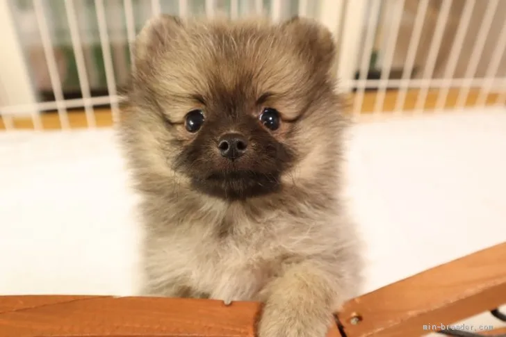 ID：2007-02410の子犬